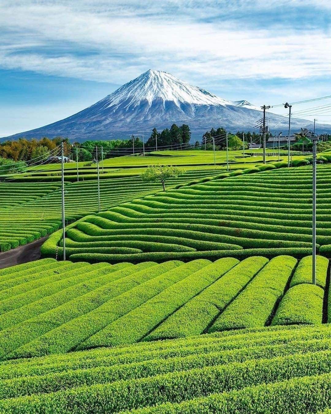 Matcha tea fields in Shizuoka, Japan